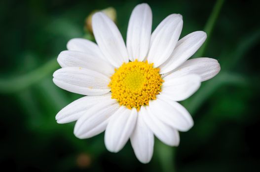 Ox eye daisy Bellis Perennis. Daisy single flower, fading into black.