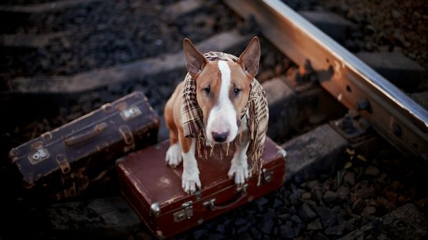 The bull terrier looks for the house. The dog waits for the owner. The lost dog. Bull terrier on the road. Dog on rails. Dog with suitcases.