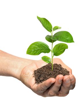 Hand holding a young cucumber sapling, caring for plants