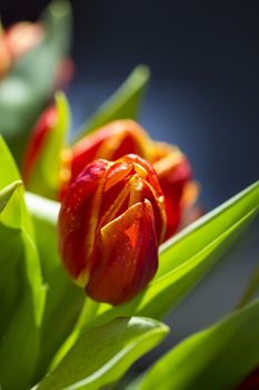 Beautiful bouquet red tulip on dark background