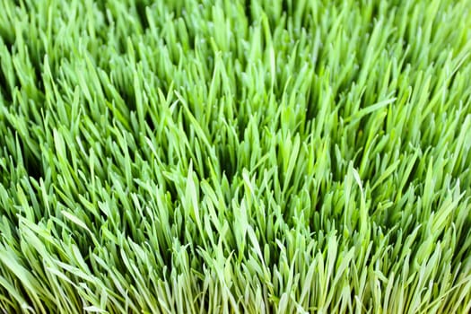 Close up of green grass leaves foliage.