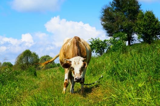 Rural landscape with pasuscheysyasya cow looking into the camera lens