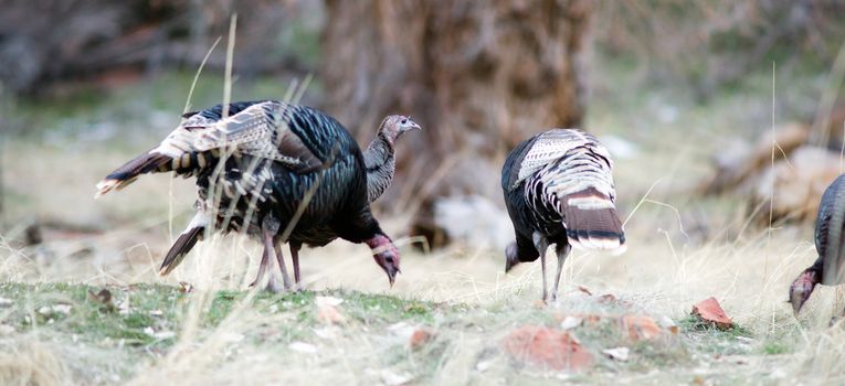 A flock of Turkey scavenges the forest floor for food