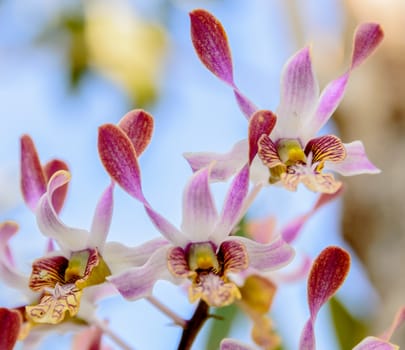 Beautiful pink orchid flowers closeup