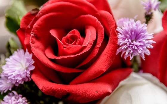 Closeup of a beautiful roses