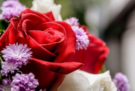 Closeup of a beautiful roses