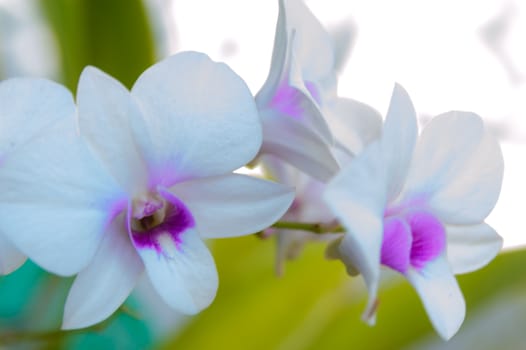 Violet orchid flowers closeup.Orchid flower bloom for background