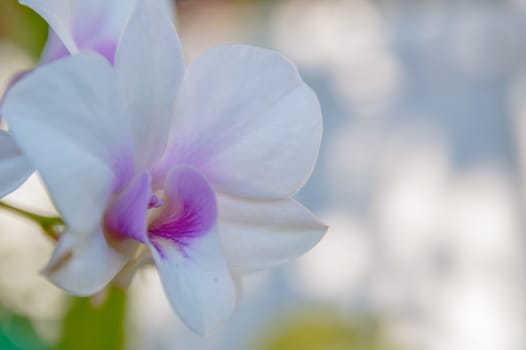 Violet orchid flowers closeup.Orchid flower bloom for background