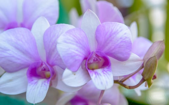 Violet orchid flowers closeup.Orchid flower bloom for background