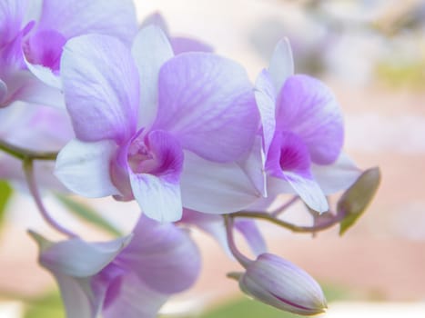 Violet orchid flowers closeup.Orchid flower bloom for background