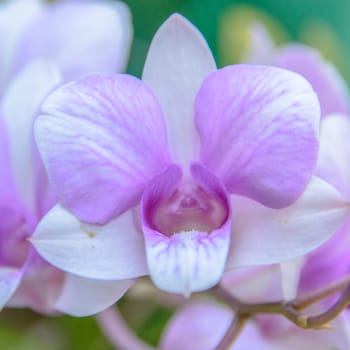 Violet orchid flowers closeup.Orchid flower bloom for background