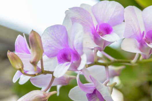 Violet orchid flowers closeup.Orchid flower bloom for background