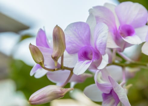 Violet orchid flowers closeup.Orchid flower bloom for background