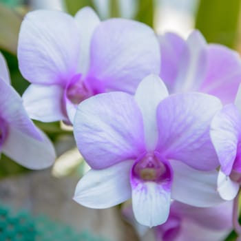 Violet orchid flowers closeup.Orchid flower bloom for background