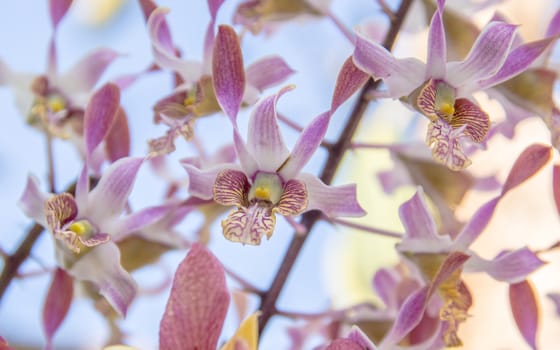 Beautiful pink orchid flowers closeup