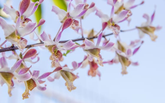 Beautiful pink orchid flowers closeup