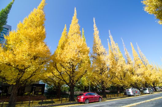 Tokyo, Japan - November 26, 2013: People visit Ginkgo Tree Avenue heading down to the Meiji Memorial Picture Gallery on November 26, 2013 in Tokyo.