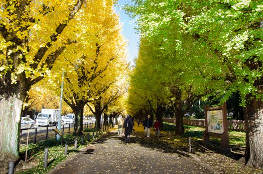 Tokyo, Japan - November 26, 2013: People visit Ginkgo Tree Avenue heading down to the Meiji Memorial Picture Gallery on November 26, 2013 in Tokyo. Meiji Jingu Gaien is one of the best places in Tokyo to see the stunning red, orange and yellow autumn leaves.