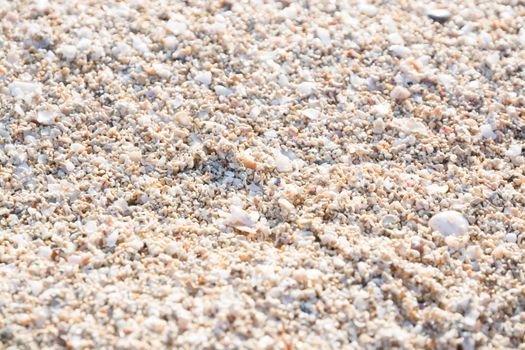 Seashells background. Mallorca, Balearic islands, Spain in July.