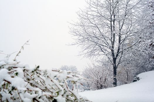 View of forest covered by snow
