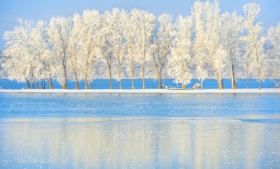 Frosty winter trees on Danube river