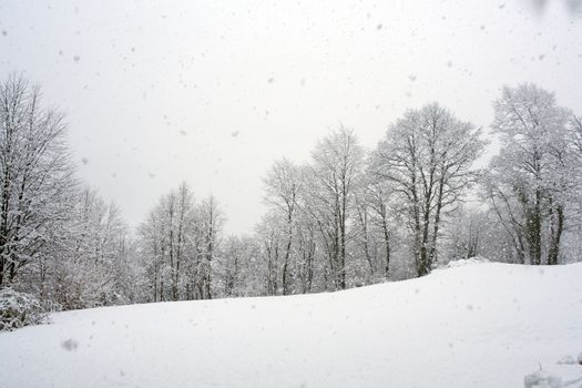 View of forest covered by snow