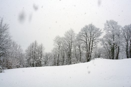 View of forest covered by snow
