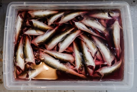 Plastic Tray full Tomcod in Bloody water. You can Catch this fish from January inside little houses on the River of Ste-Anne-De-La-Perade in Quebec, Canada and this is well known as a Family activity.