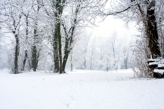View of forest covered by snow