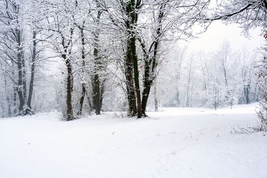 View of forest covered by snow