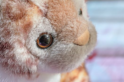 closeup of the face of a stuffed animal