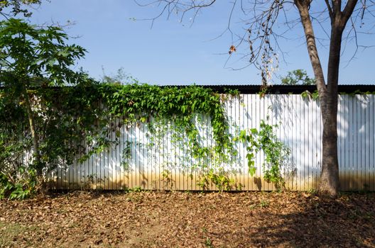 White wooden fence in garden with plant