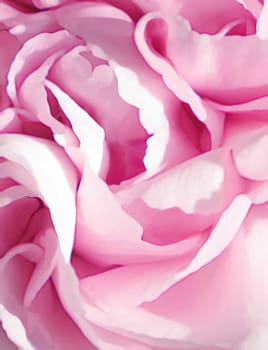Abstract flower painting. Salmon pink rose in extreme closeup, digital painting.