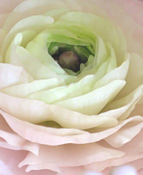 Abstract flower painting. Pink white and green ranunculus in extreme closeup, digital painting.