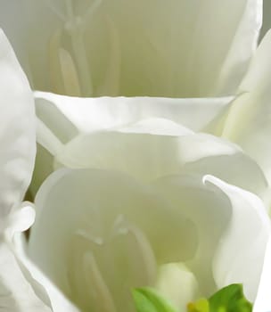 Abstract flower painting. White lily flower in closeup, digital painting.
