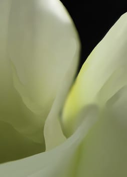 Abstract flower painting. White lily flower in closeup, digital painting.