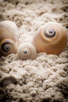 Shell and coral on the sand, the sea beach.