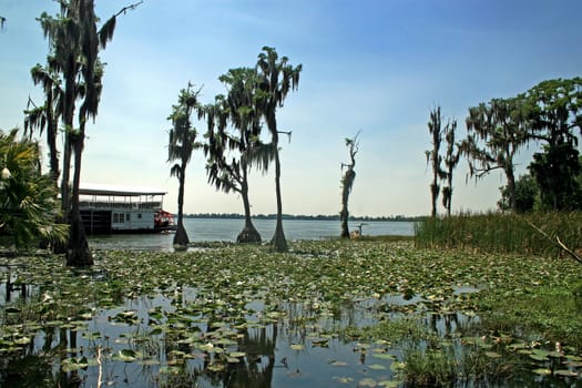 A large lake with trees and lilies