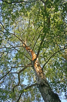 Looking up into a tree with blue sky