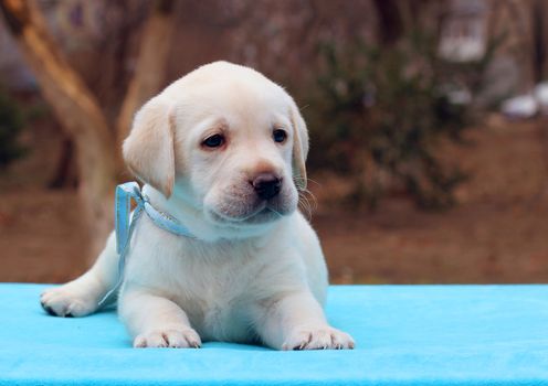 yellow labrador puppy laying on blue background