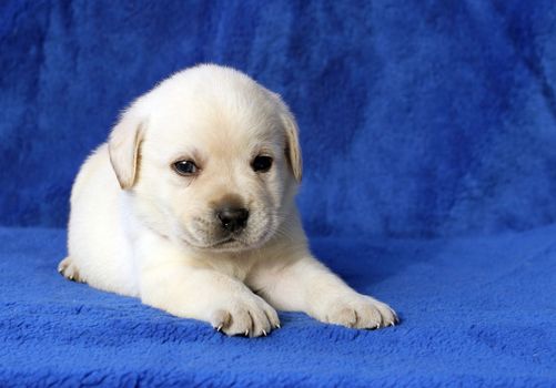 little yellow labrador puppy laying on the blue background