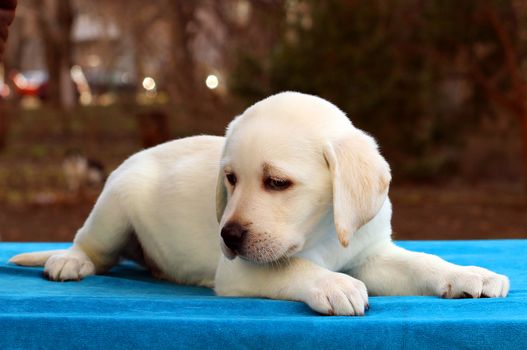 the nice yellow labrador puppy laying on blue background
