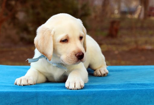 the nice little yellow labrador puppy laying on blue background