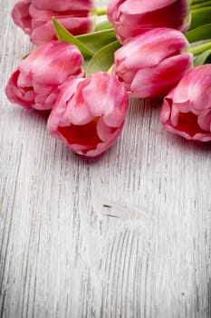 Pink tulips on the white background.