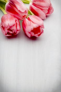 Pink tulips on the wooden background.