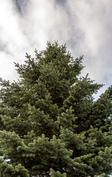 A pine tree with White Clouds in the sky.
