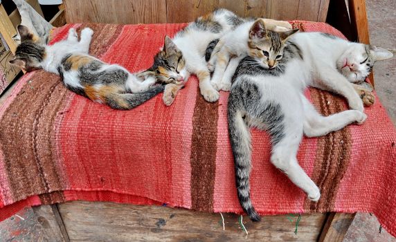 Cat family resting