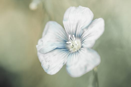 Beautiful flax flower  on meadow