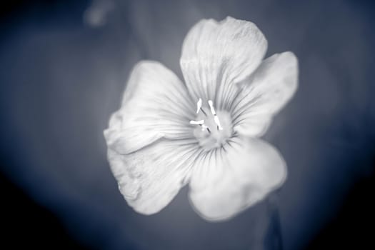 Beautiful flax flower  on meadow