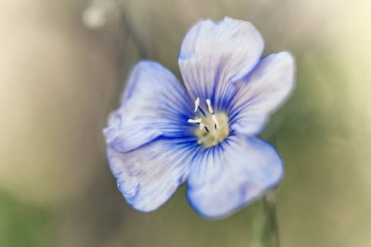 Beautiful flax flower  on meadow